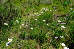 Dimorphotheca caulescens