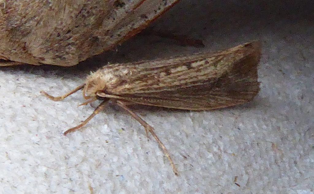 Reed Smudge