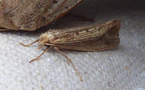 Reed Smudge
