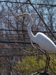 Ardea alba