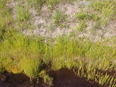 Platanthera dilatata albiflora