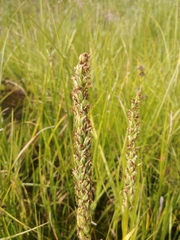 Platanthera dilatata albiflora