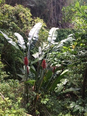Heliconia caribaea