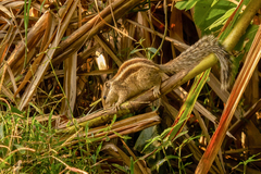 Funambulus pennantii