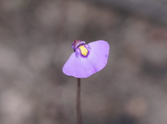 Utricularia grampiana