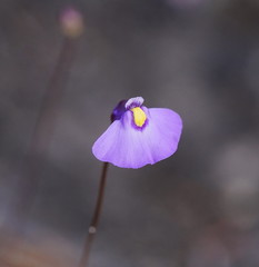 Utricularia grampiana
