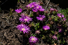 Delosperma basuticum