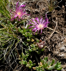 Delosperma basuticum