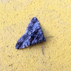 Gastrinodes argoplaca