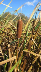 Typha caspica