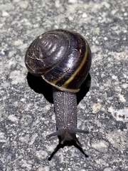 Helminthoglypta sequoicola consors