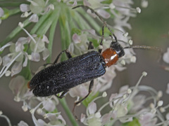 Anogcodes fulvicollis