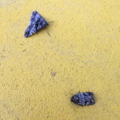 Gastrinodes argoplaca