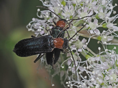 Anogcodes fulvicollis