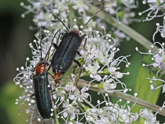 Anogcodes fulvicollis