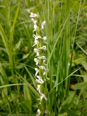 Platanthera dilatata albiflora