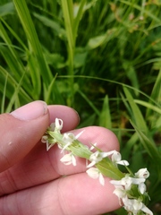 Platanthera dilatata albiflora