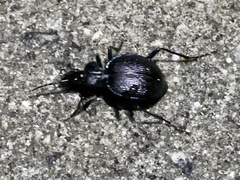 Scaphinotus interruptus