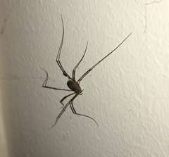 Opilio parietinus