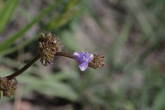 Cyanotis speciosa