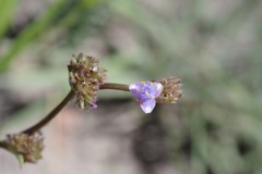 Cyanotis speciosa