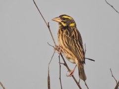Ploceus manyar