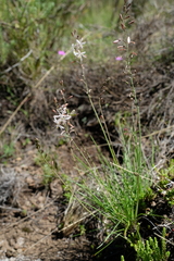 Trachyandra asperata