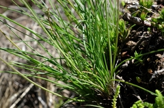 Trachyandra asperata