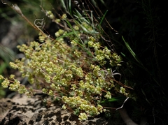 Psammotropha mucronata