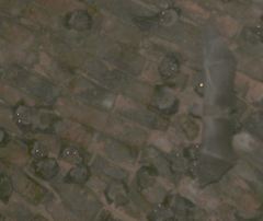 Rousettus leschenaultii