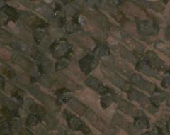 Rousettus leschenaultii