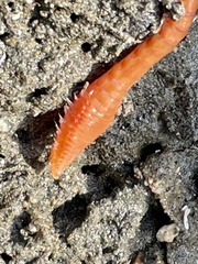 Pareurythoe californica image