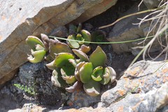 Crassula lactea