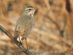 Luscinia svecica