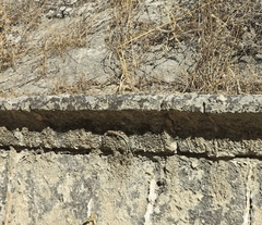 Anatololacerta pelasgiana