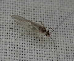 Stenopsocus
