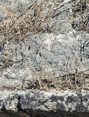 Anatololacerta pelasgiana