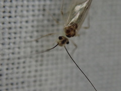 Stenopsocus