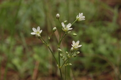 Eremogone saxatilis