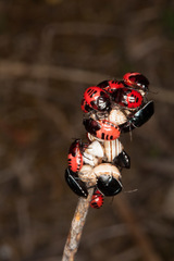 Canthophorus melanopterus