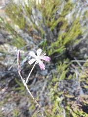 Dianthus namaensis
