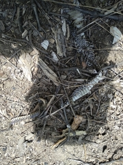 Pseudechis porphyriacus