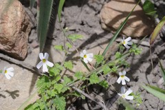 Jamesbrittenia pinnatifida