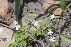 Jamesbrittenia pinnatifida