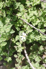 Jamesbrittenia pinnatifida