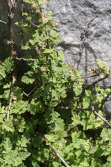 Jamesbrittenia pinnatifida