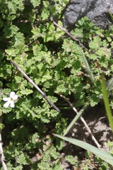 Jamesbrittenia pinnatifida