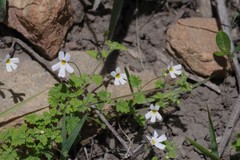 Jamesbrittenia pinnatifida