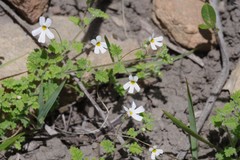 Jamesbrittenia pinnatifida
