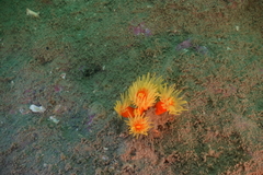 Dendrophyllia arbuscula image
